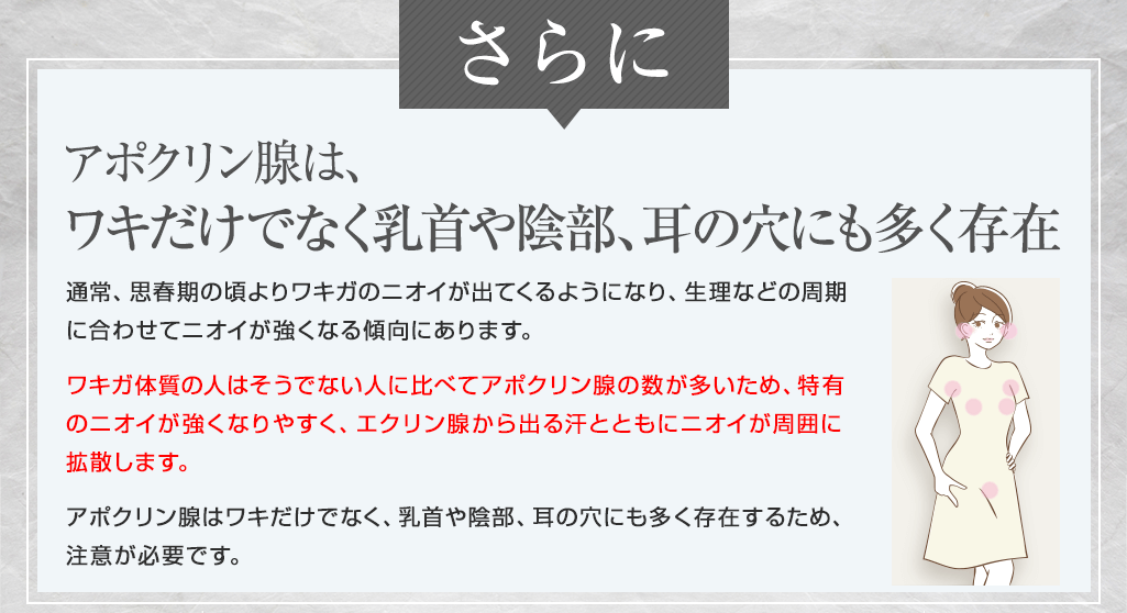 アポクリン腺は、ワキだけでなく乳首や陰部、耳の穴にも多く存在